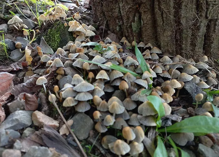 Cogumelos Montanhes