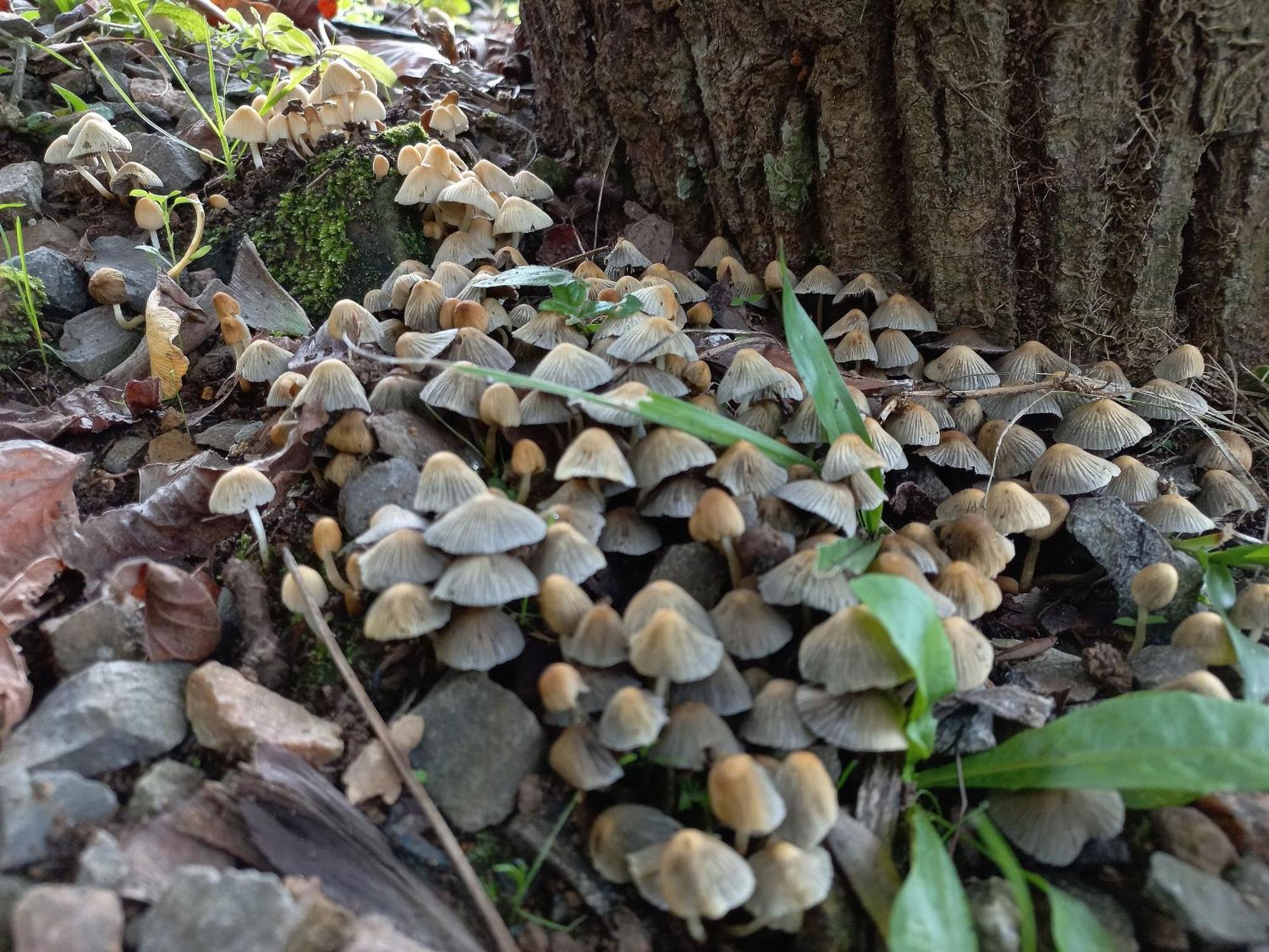 Cogumelos Montanhes Chalet